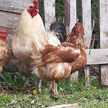 Etno Village Katun Žabljak Εξωτερικό φωτογραφία