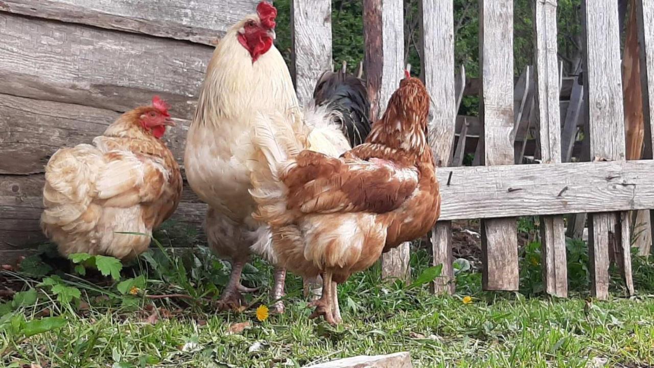 Etno Village Katun Žabljak Εξωτερικό φωτογραφία