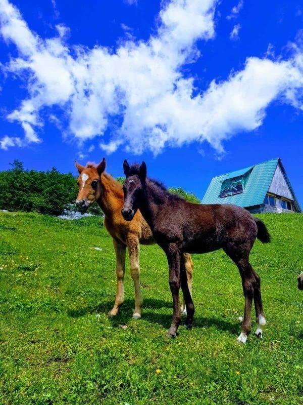 Etno Village Katun Žabljak Εξωτερικό φωτογραφία