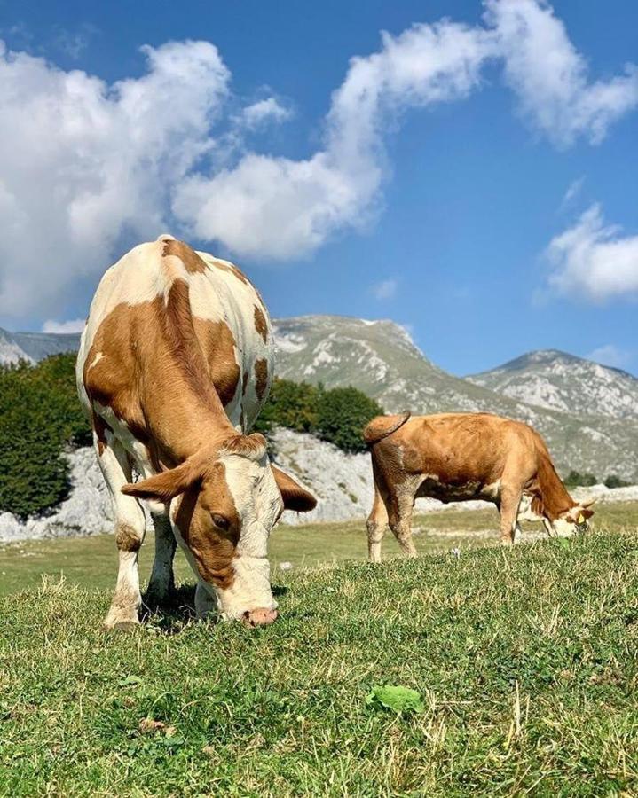 Etno Village Katun Žabljak Εξωτερικό φωτογραφία